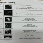 EPS Richardson Ecosystem Mapping