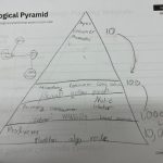 EPS Richardson i2 Learning Ecology Pyramid 1